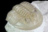 Ptychopyge Trilobite From Russia - Scarce Species #99247-1